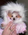 Phoebe Eskimo